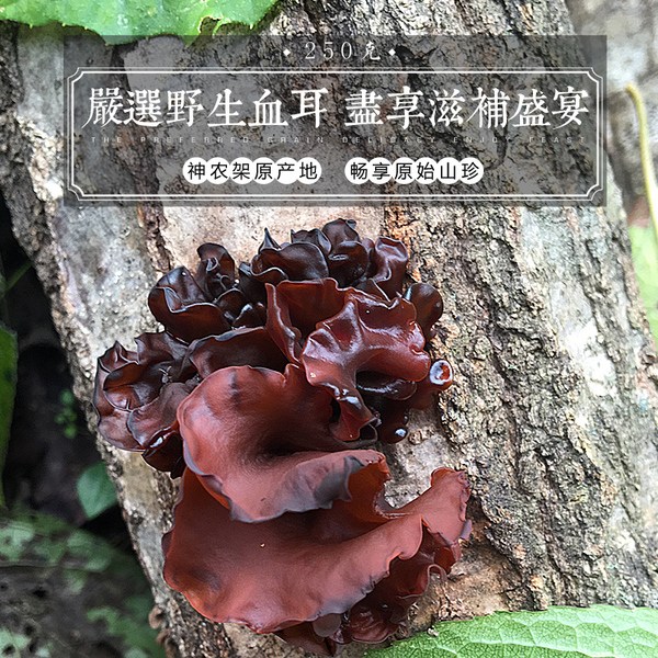 湖北 神农架 神农架黑木耳 神农架深山血木耳250g 神农架深山自然