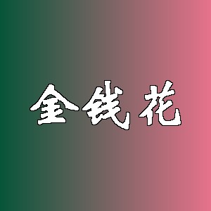 金钱花