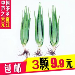 元江全露天种植库拉索芦荟25cm