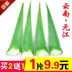 玉溪元江芦荟400g