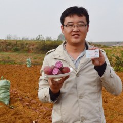 沂蒙山特产新鲜紫薯地瓜2500g