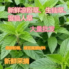 嫩芽生草湿凉粉草500g