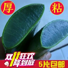 云南元江库拉索芦荟300g