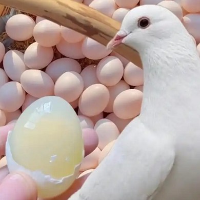 鸽子蛋品牌榜