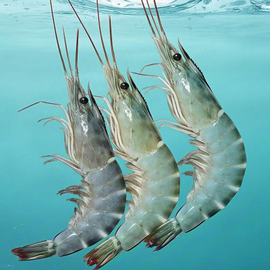 南美白虾品牌榜